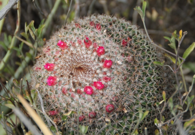 ...nach Ixmiquilpan, Hidalgo